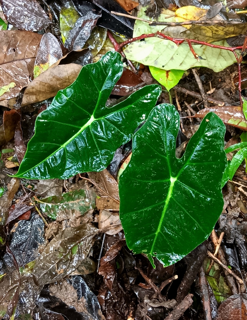 Alocasia micholitziana, Kiangan, PH-IF, PH