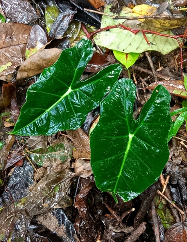 Alocasia micholitziana
