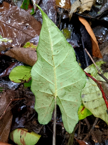 Alocasia micholitziana