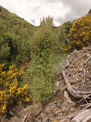 Olearia fragrantissima