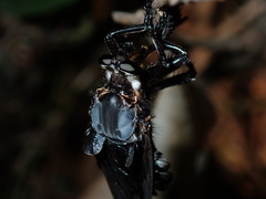 Blepharotes splendidissimus