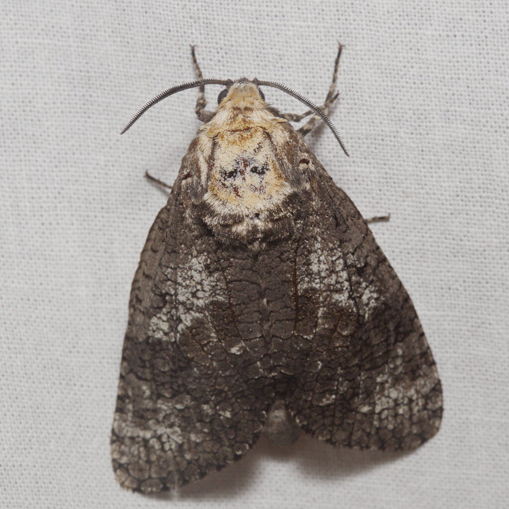 Cossus orientalis