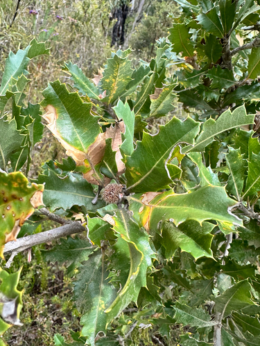 Holly-Leaved Banksia (Banksia ilicifolia)