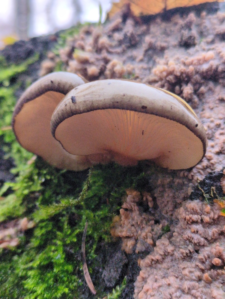 Sarcomyxa serotina · November 2025 · photo: © vincent_b (iNaturalist, cc-by)