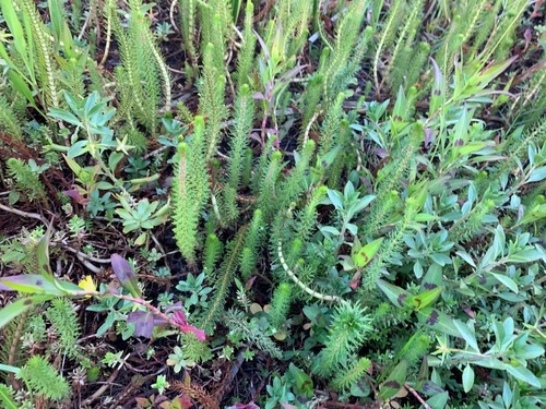 Myriophyllum crispatum (Myriophyllum crispatum)