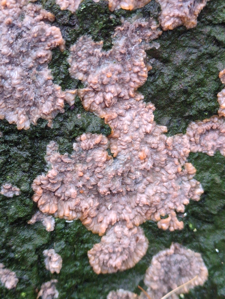Phlebia radiata · November 2025 · photo: © vincent_b (iNaturalist, cc-by)