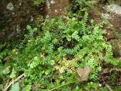 Selaginella helvetica