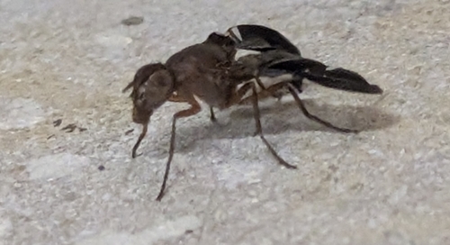Unknown species found near Denton, TX 76208, USA