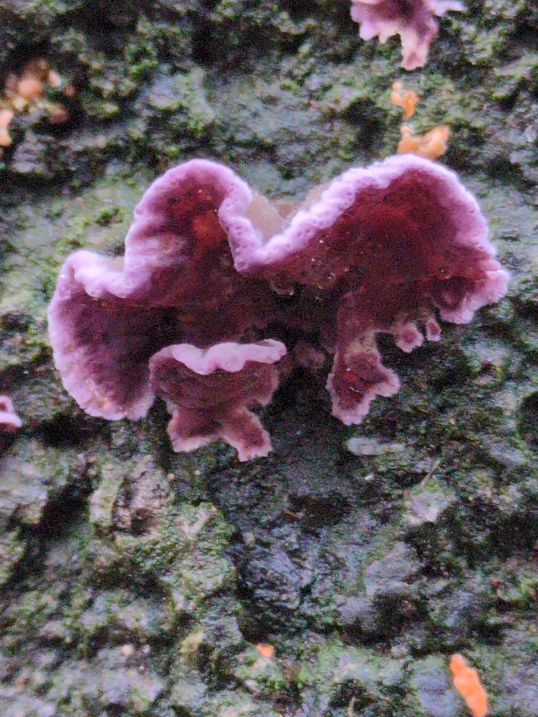 Chondrostereum purpureum · November 2025 · photo: © vincent_b (iNaturalist, cc-by)