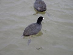 Fulica atra atra