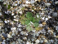 Ranunculus recens