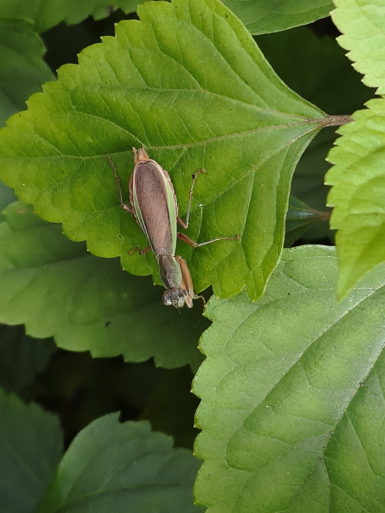 Odontomantis monticola