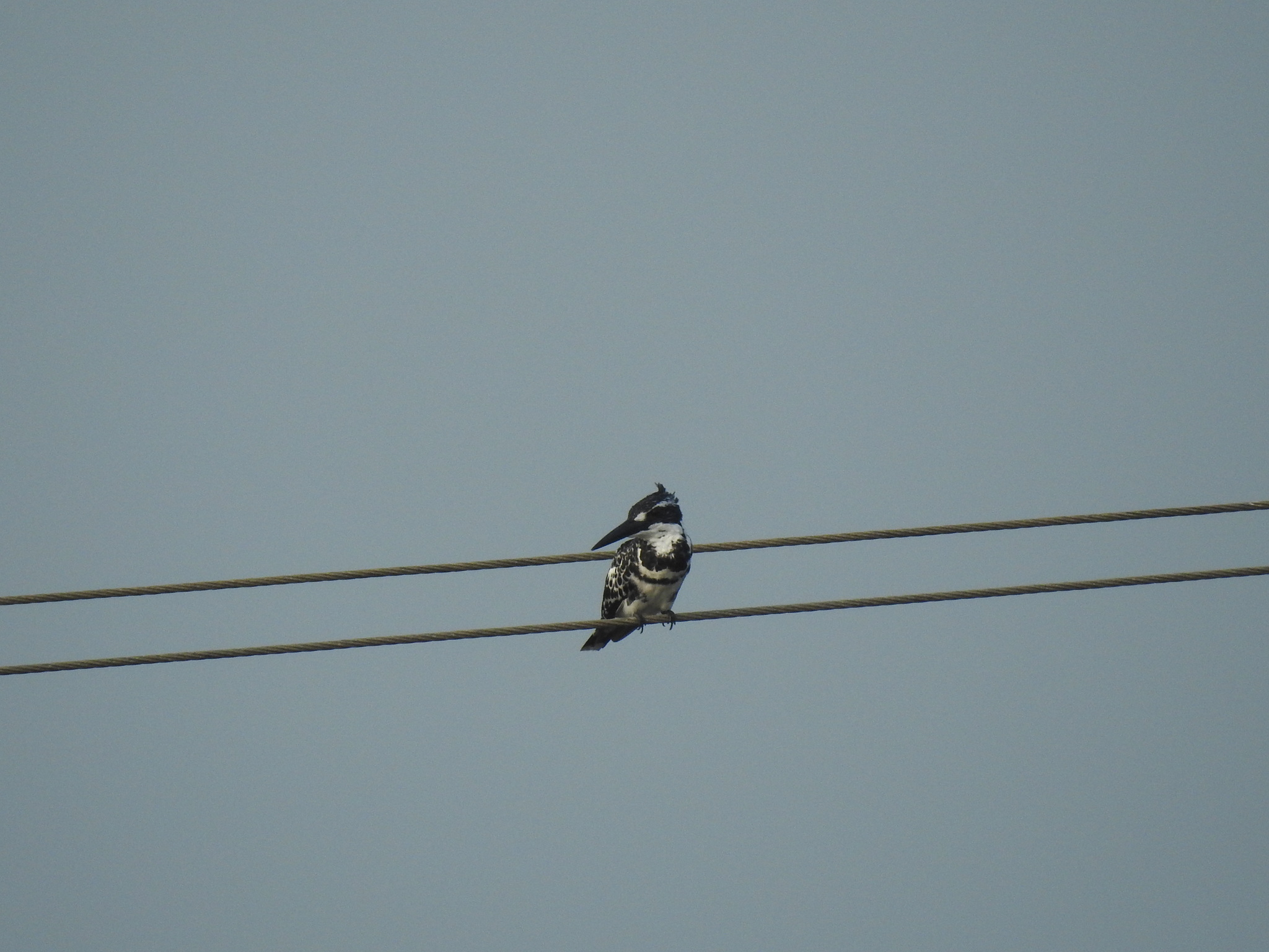 Pied Kingfisher