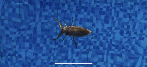 African Giant Water Bug