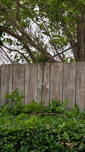 Common Tree Snake sighting