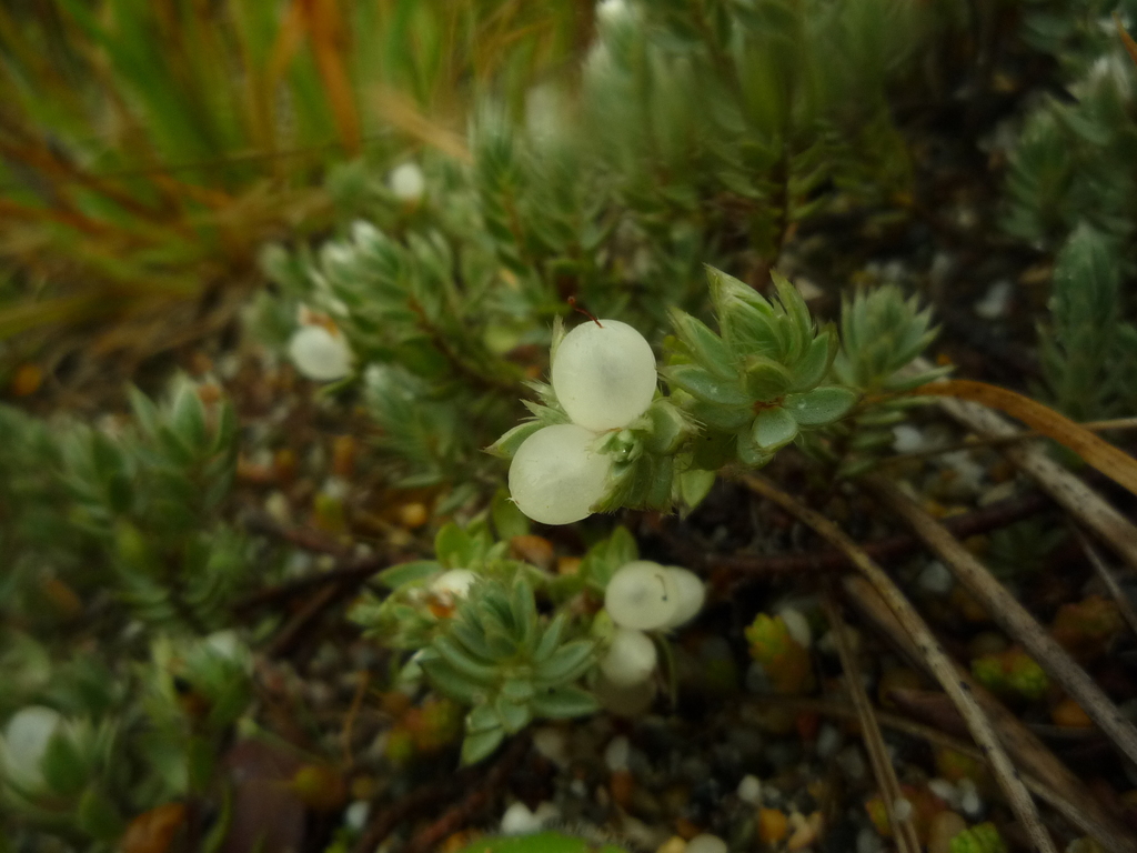 Pimelea lyallii, Southland, NZ-SO, NZ, by jesse_bythell