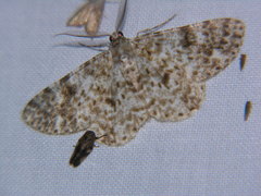 Thallogama corticola