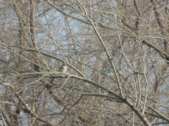 Coccothraustes coccothraustes