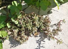 Amaranthus graecizans