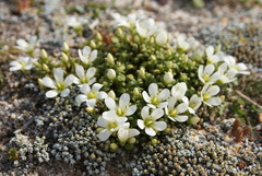 Gentianella saxosa