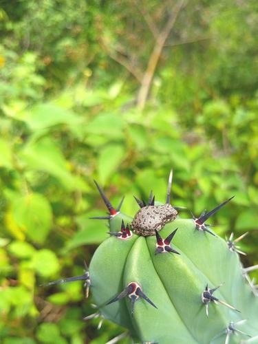 Canyon Tree Frog, 38493 Gto., México, photo 7 of 10