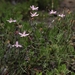 Stephanomeria tenuifolia - Photo (c) Jim Morefield, algunos derechos reservados (CC BY)