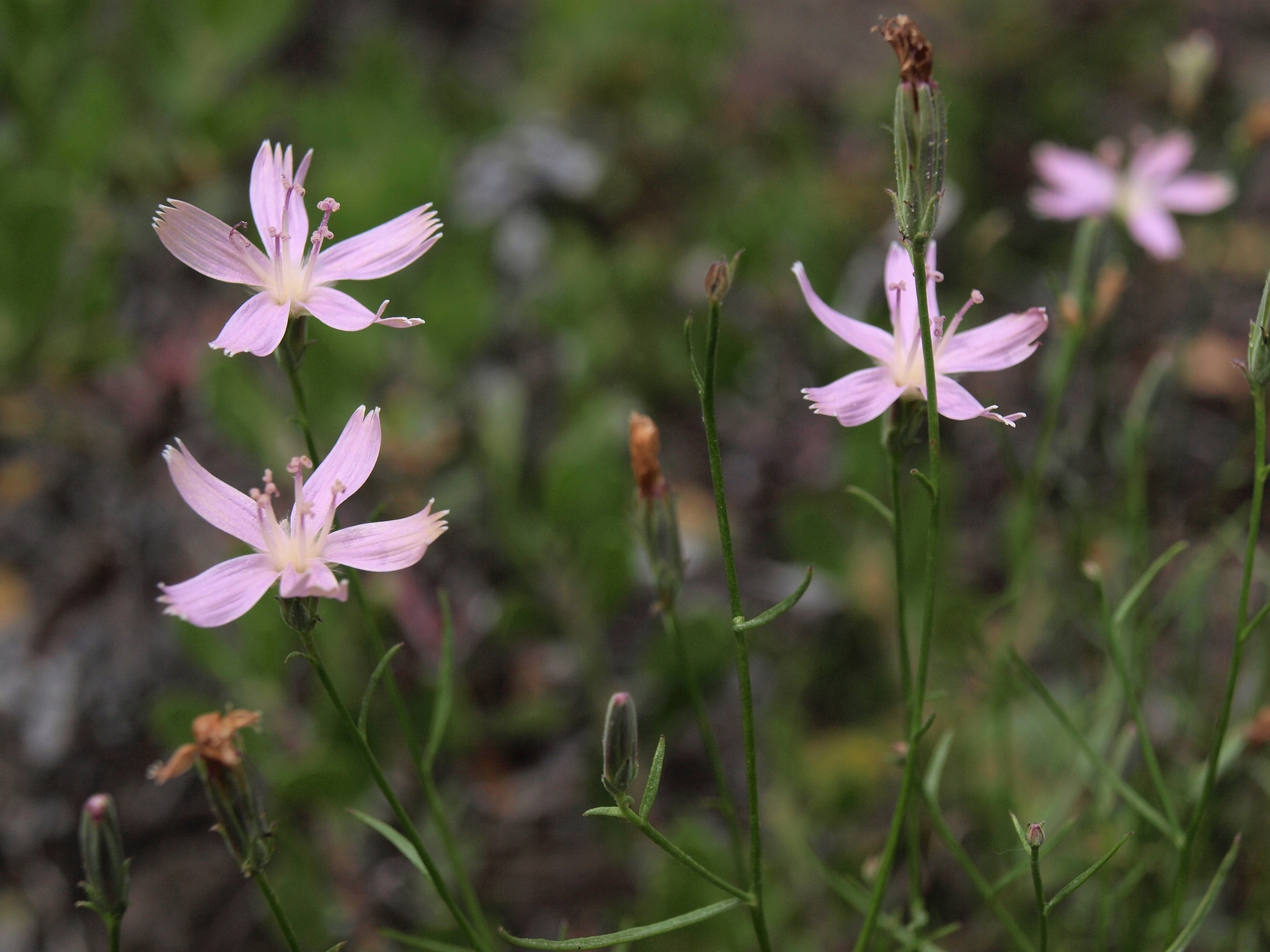 Stephanomeria tenuifolia