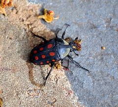 Mecynorhina passerinii