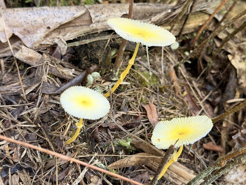 Leucocoprinus fragilissimus, 2025-11-25