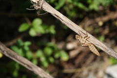 Caliaeschna microstigma