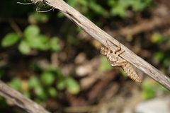 Caliaeschna microstigma