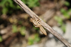 Caliaeschna microstigma