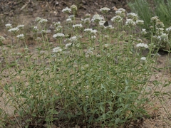 Monardella odoratissima pallida