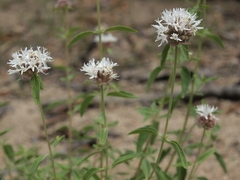 Monardella odoratissima pallida