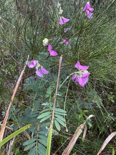 Grand Hoarypea (Tephrosia grandiflora)