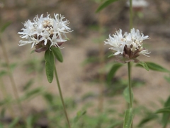 Monardella odoratissima pallida