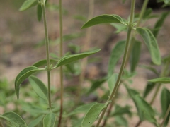 Monardella odoratissima pallida