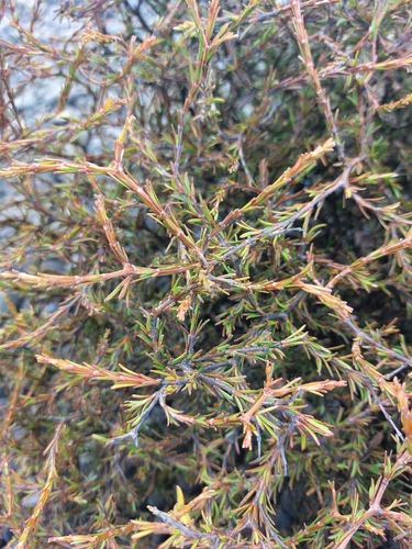 Coprosma acerosa observed 2025-11-26