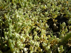 Atriplex buchananii