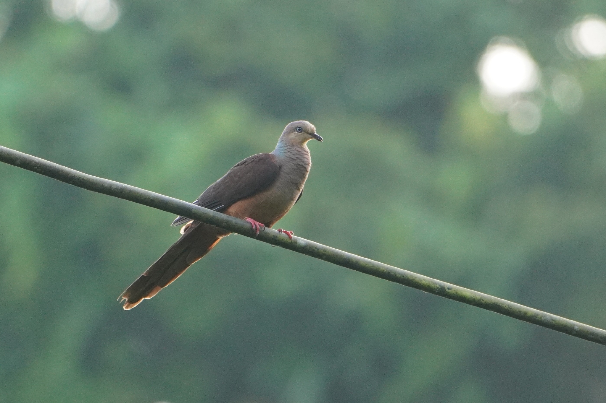 Sultan's Cuckoo-Dove (Macropygia doreya), photo 7