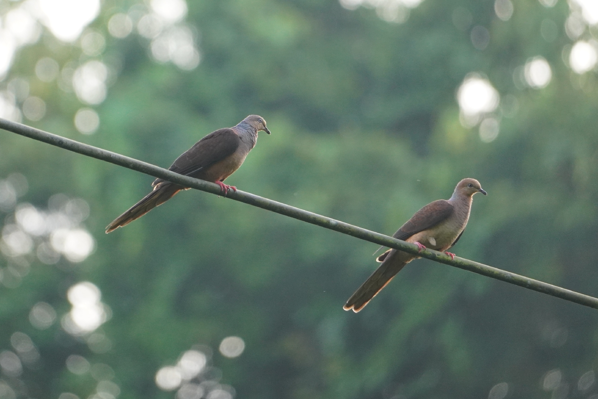 Sultan's Cuckoo-Dove (Macropygia doreya), photo 8