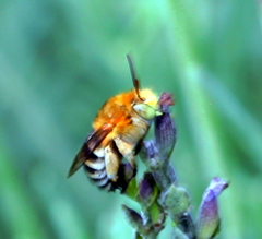 Amegilla
