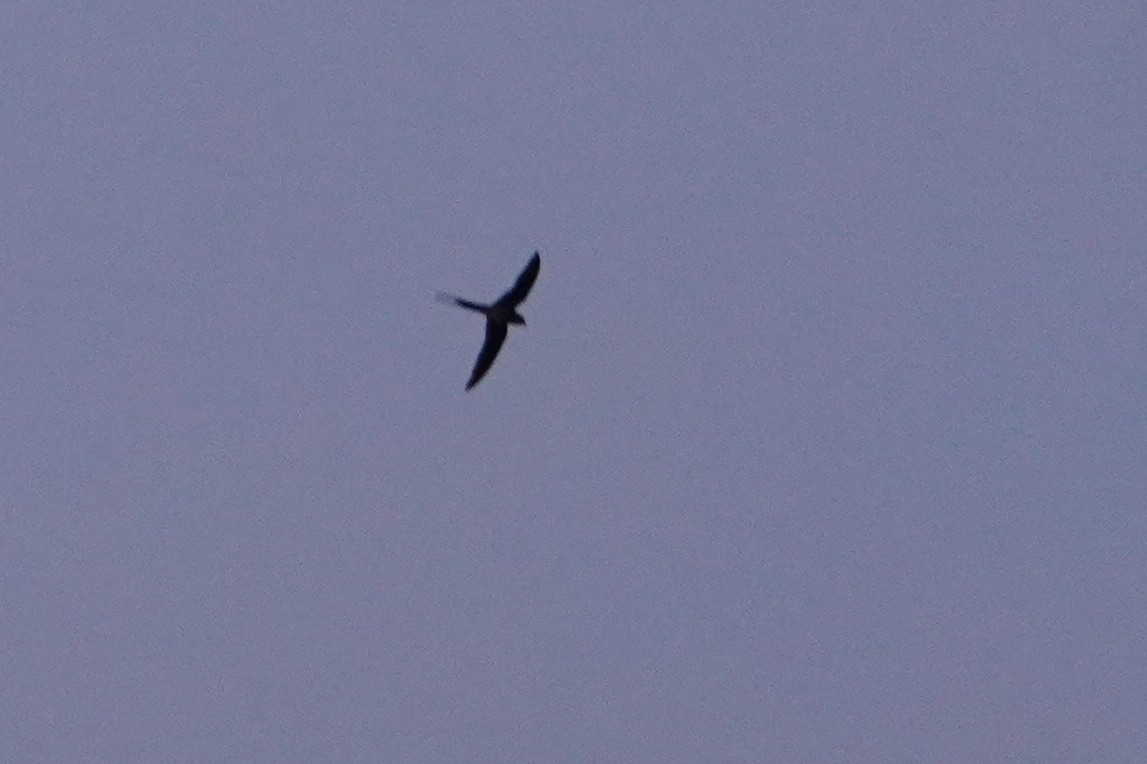 Moustached Treeswift (Hemiprocne mystacea), photo 9