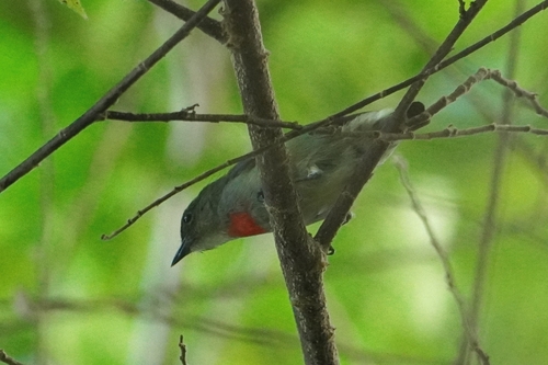 Olive-crowned Flowerpecker (Dicaeum pectorale), photo 4