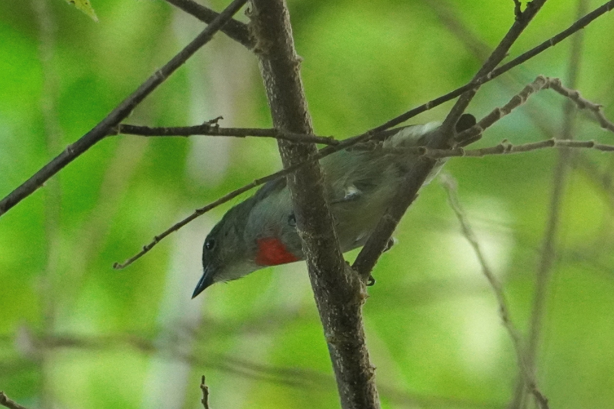 Olive-crowned Flowerpecker (Dicaeum pectorale), photo 7