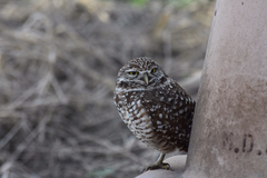 Athene cunicularia floridana