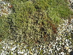 Atriplex buchananii