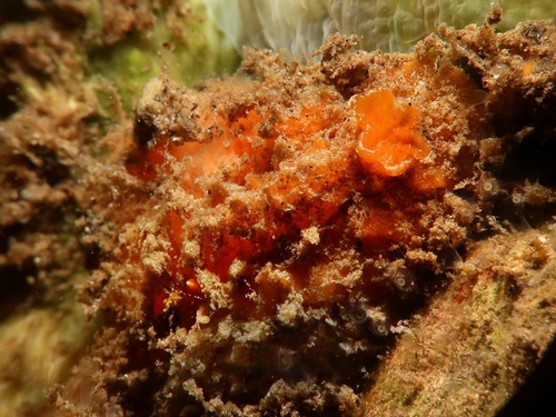 Sclerodoris tuberculata