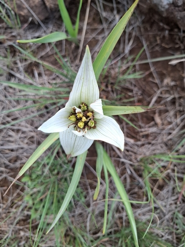 Colchicum striatum
