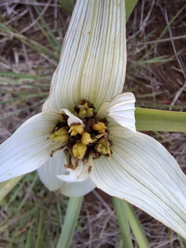 Colchicum striatum